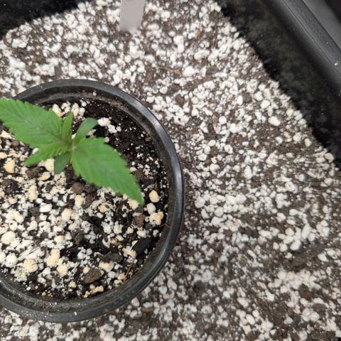 Buddha #3 growlog timeline photo