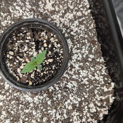 Buddha #2 growlog timeline photo