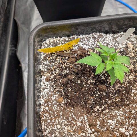 Buddha #3 growlog timeline photo