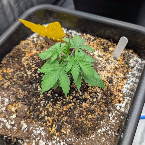 Buddha #3 growlog photo: Healthy girl