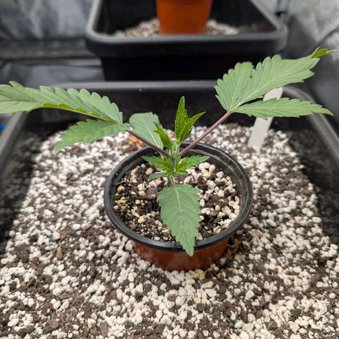 Buddha #2 growlog photo: Recovery after topping 