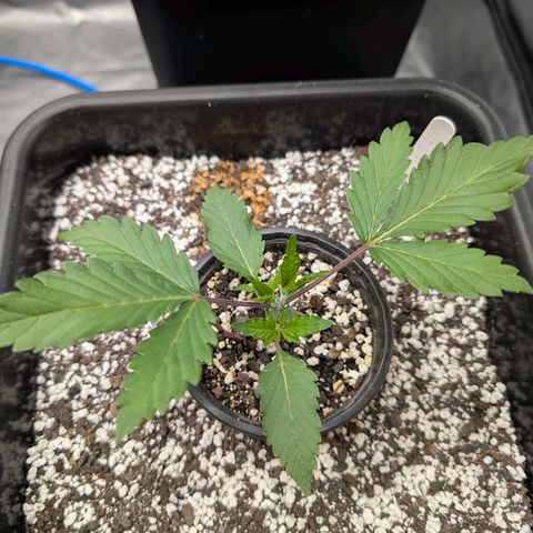 Buddha #2 growlog photo: Recovery after topping 