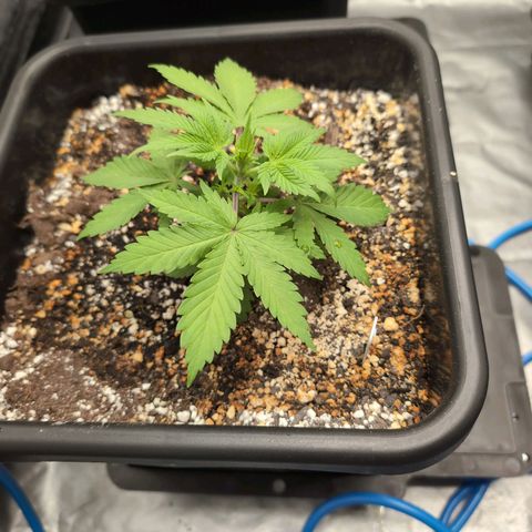Buddha #3 growlog timeline photo