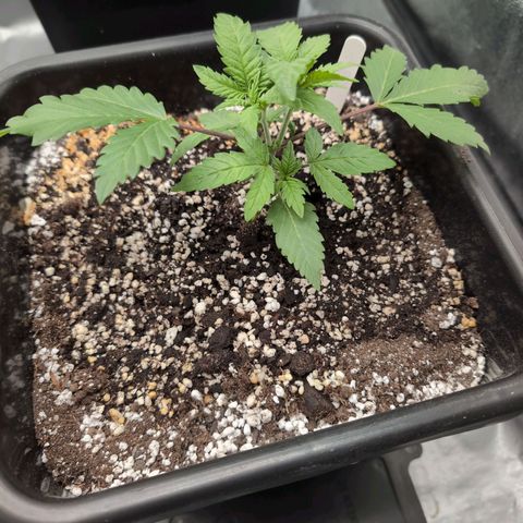 Buddha #2 growlog timeline photo