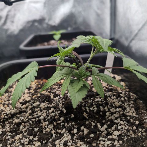 Buddha #2 growlog photo: Lst