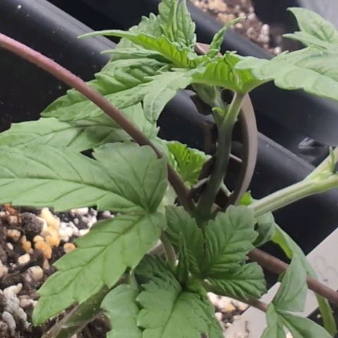 Buddha #2 growlog photo: Lst