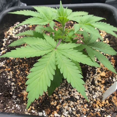 Buddha #3 growlog timeline photo