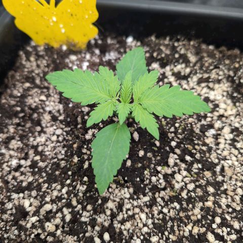 Kali Dog 🐕 growlog timeline photo