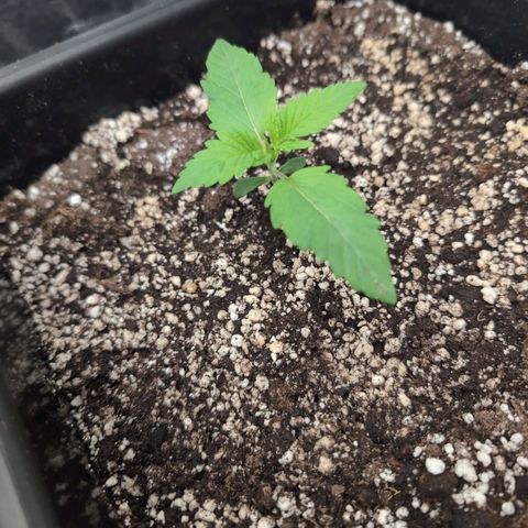 Gelato 44  growlog timeline photo