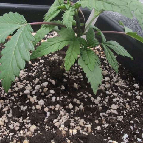 Buddha #2 growlog photo: Lst 
