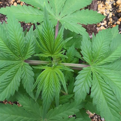 Buddha #3 growlog photo: Topped 