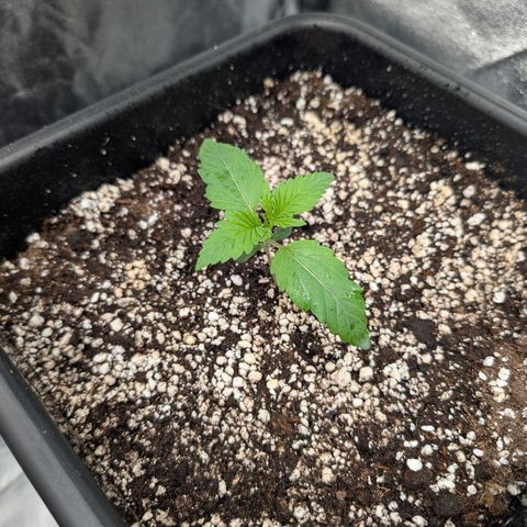 Gelato 44  growlog timeline photo