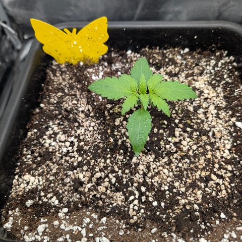 Kali Dog 🐕 growlog timeline photo