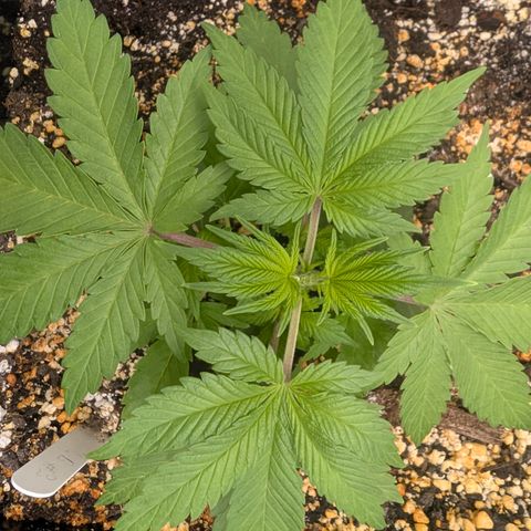 Buddha #3 growlog timeline photo