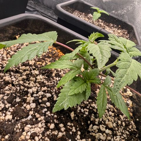 Buddha #2 growlog timeline photo