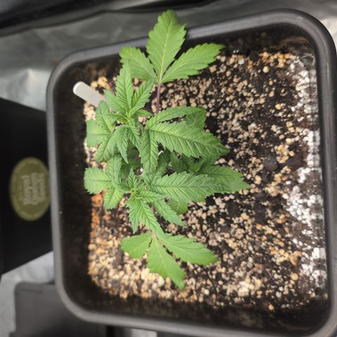 Buddha #2 growlog timeline photo