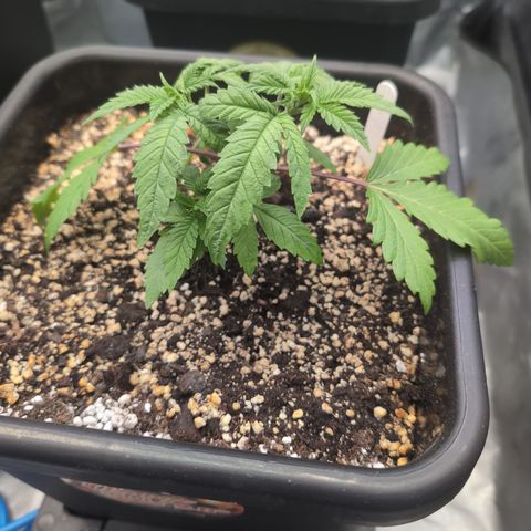 Buddha #2 growlog timeline photo