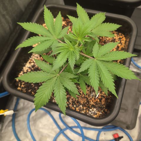 Buddha #3 growlog timeline photo