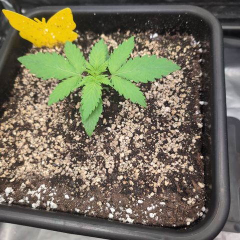 Kali Dog 🐕 growlog timeline photo