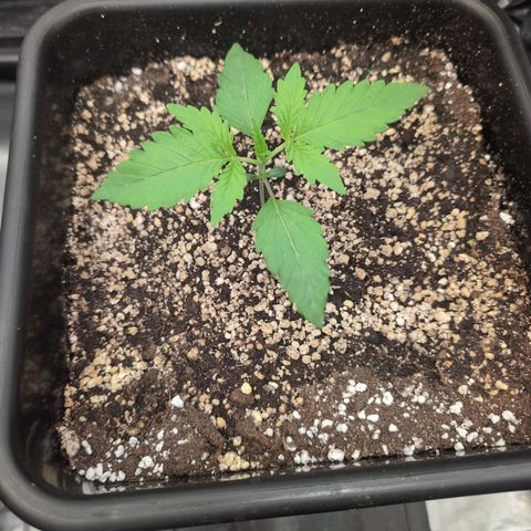 Gelato 44  growlog timeline photo