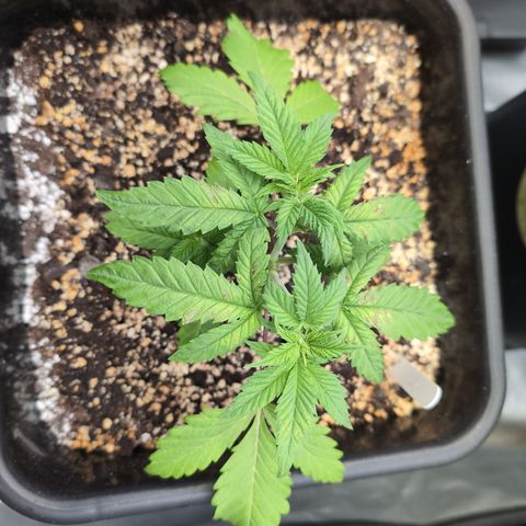 Buddha #2 growlog photo: Showing some deficiencies 