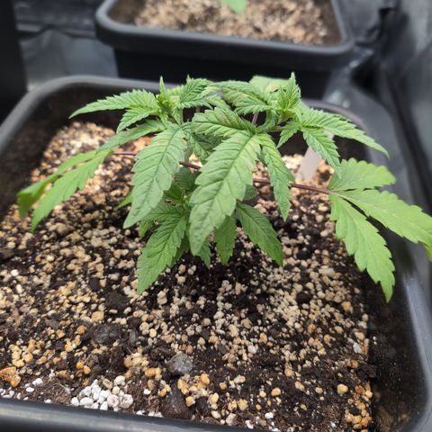Buddha #2 growlog timeline photo