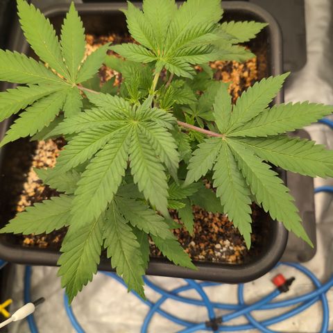 Buddha #3 growlog timeline photo