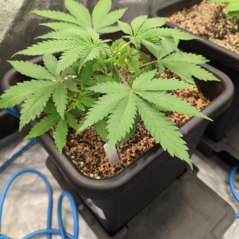Buddha #3 growlog timeline photo
