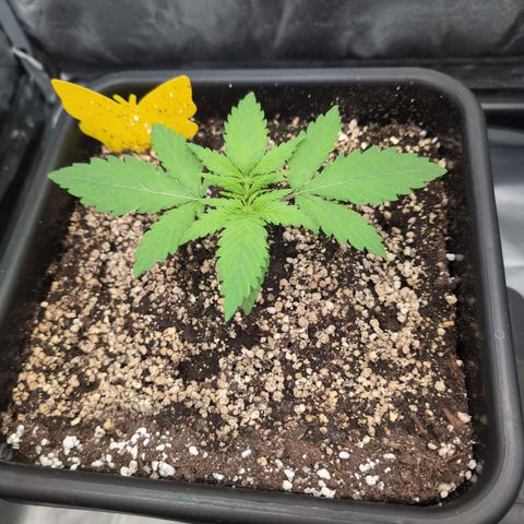 Kali Dog 🐕 growlog timeline photo