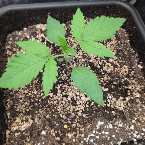 Gelato 44  growlog timeline photo