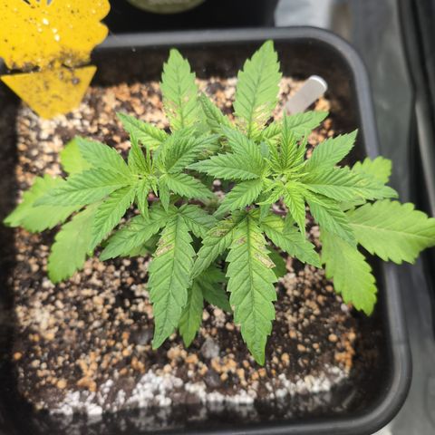 Buddha #2 growlog photo: Looks sick 