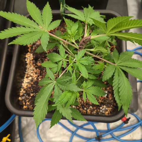 Buddha #3 growlog photo: Lst