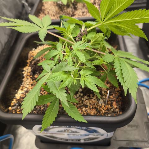 Buddha #3 growlog timeline photo