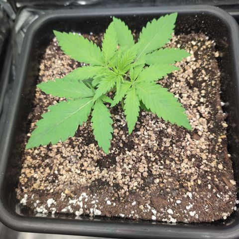 Kali Dog 🐕 growlog timeline photo