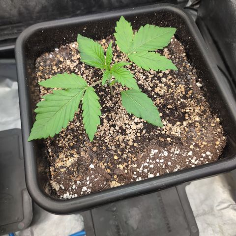 Gelato 44  growlog timeline photo