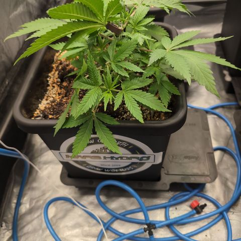 Buddha #3 growlog timeline photo
