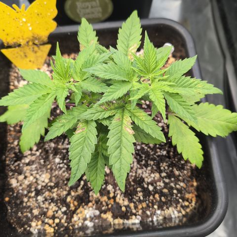 Buddha #2 growlog timeline photo