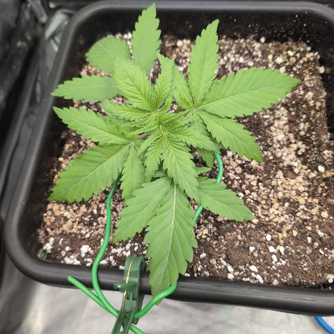 Kali Dog 🐕 growlog photo: Some lst