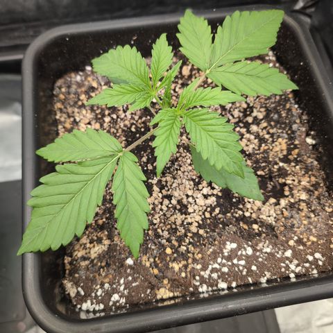 Gelato 44  growlog timeline photo