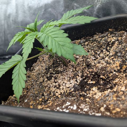 Gelato 44  growlog timeline photo