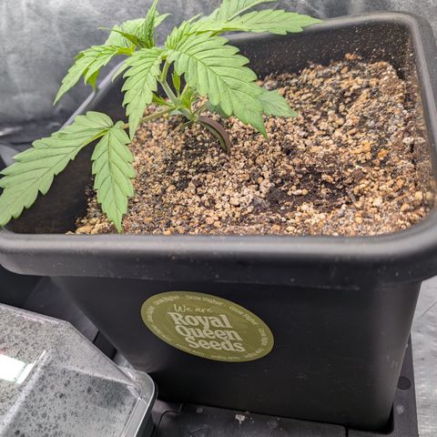 Gelato 44  growlog timeline photo