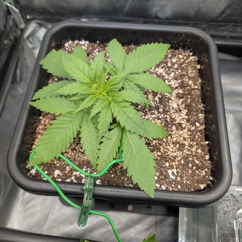 Kali Dog 🐕 growlog timeline photo