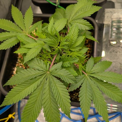 Buddha #3 growlog timeline photo