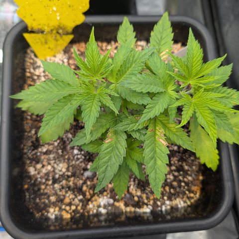 Buddha #2 growlog timeline photo