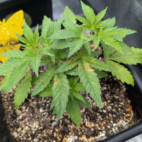 Buddha #2 growlog timeline photo