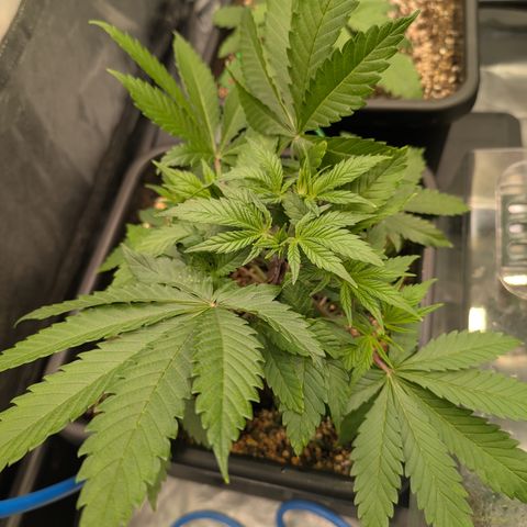 Buddha #3 growlog timeline photo