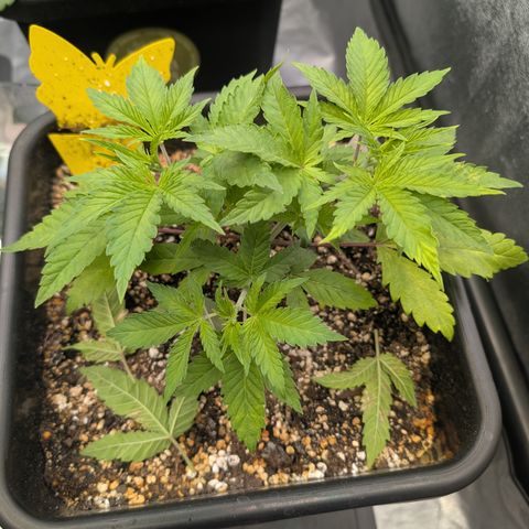 Buddha #2 growlog timeline photo