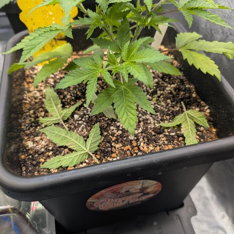 Buddha #2 growlog timeline photo