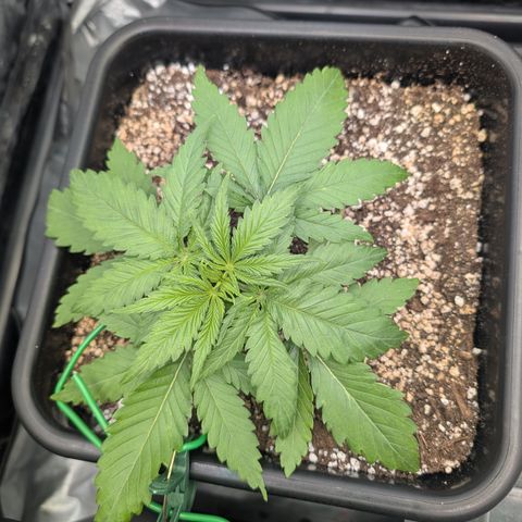 Kali Dog 🐕 growlog timeline photo