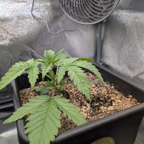 Gelato 44  growlog timeline photo